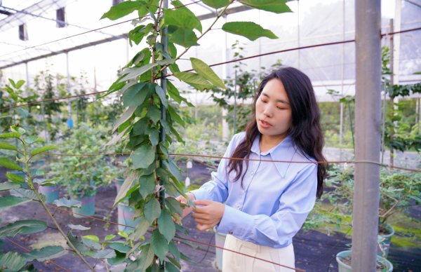 大山里走出“车厘子博后”，她带中国车厘子走向寰球